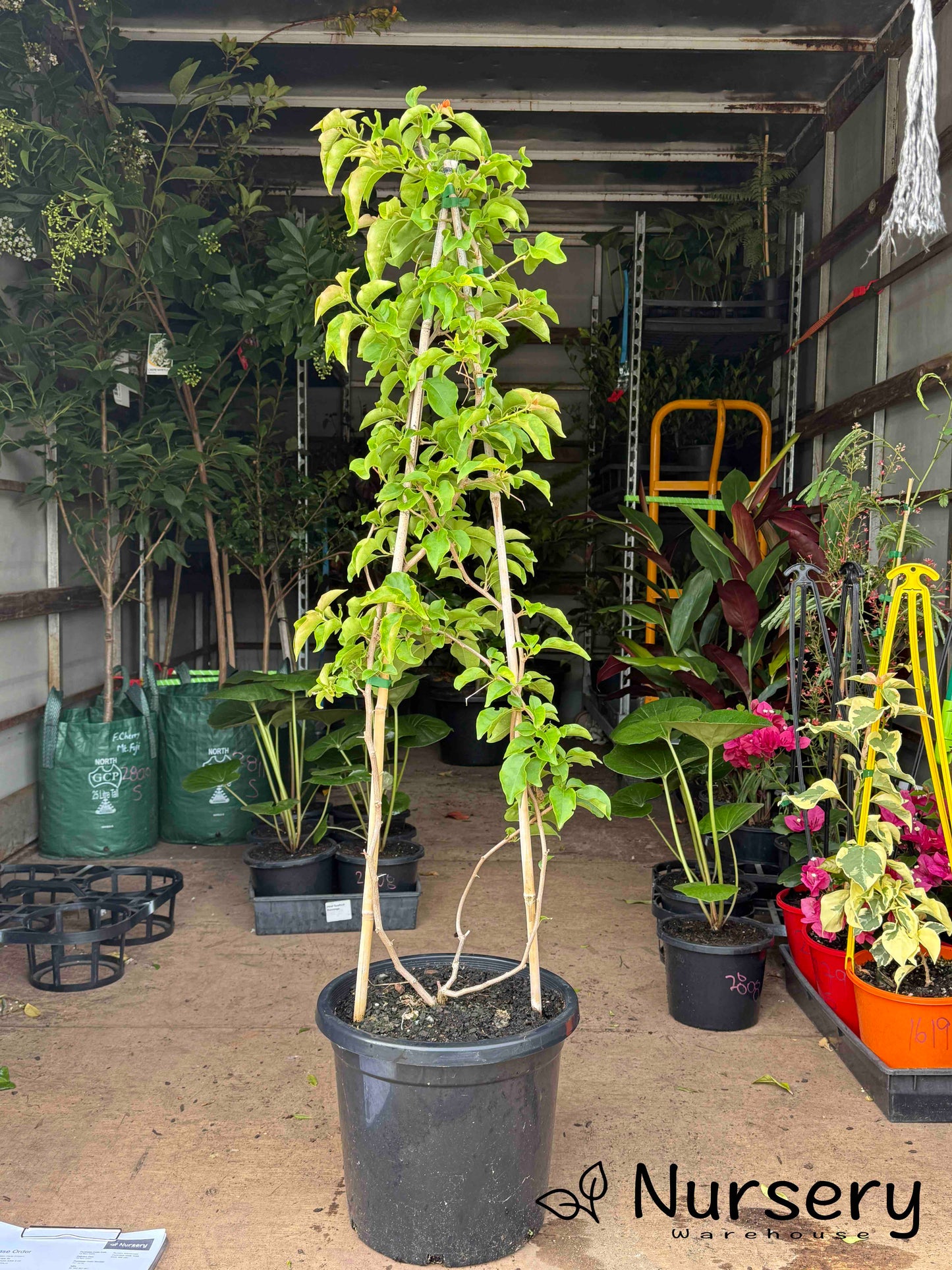 Bougainvillea Glabra (Inca Gold)