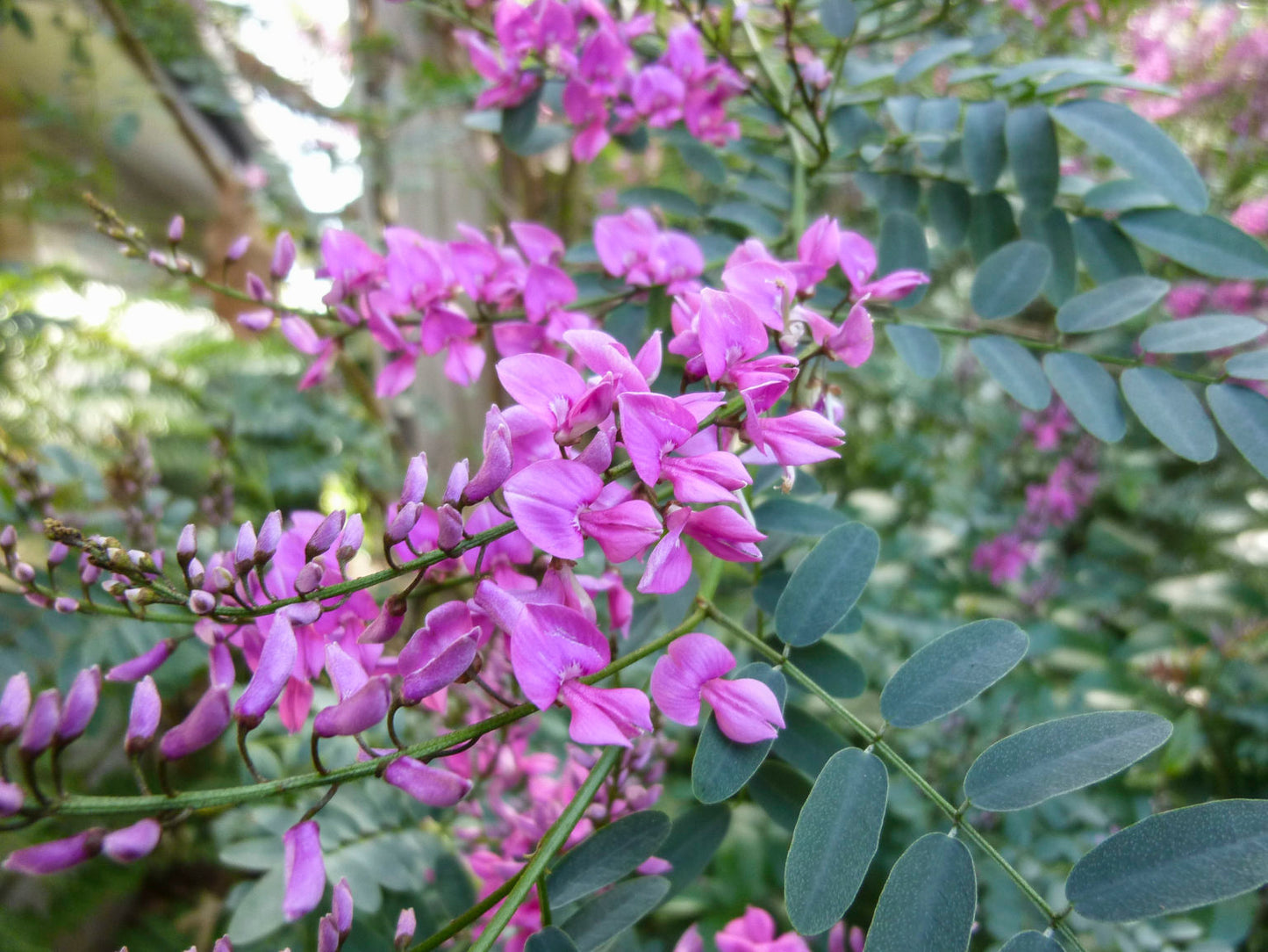 Indigofera Australis