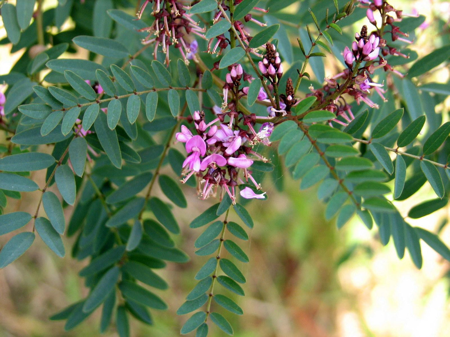 Indigofera Australis (Australian Indigo)