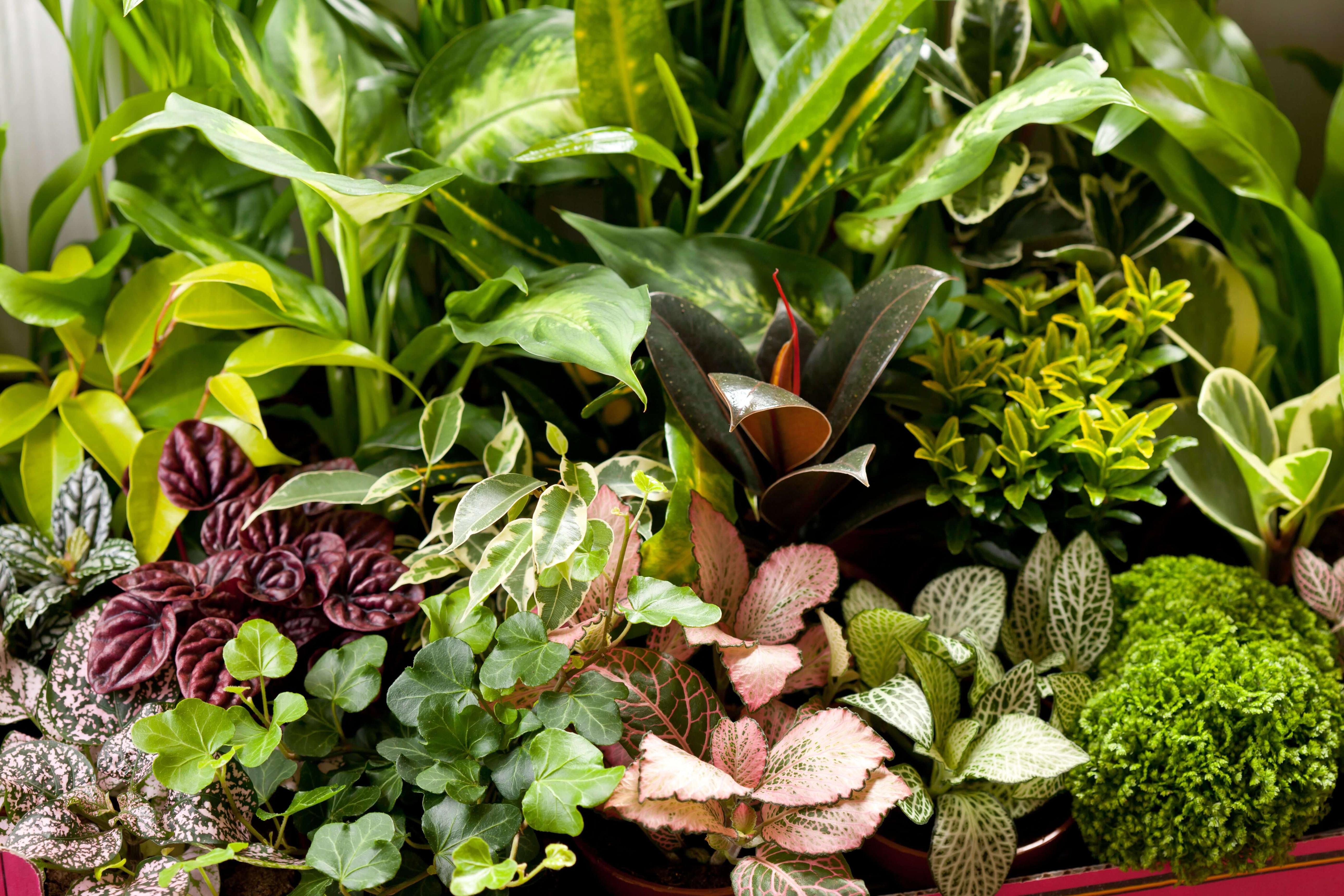Indoor Assorted Spp. (Indoor Assorted Species)