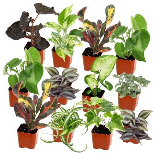 Indoor Assorted Spp. (Indoor Assorted Species)