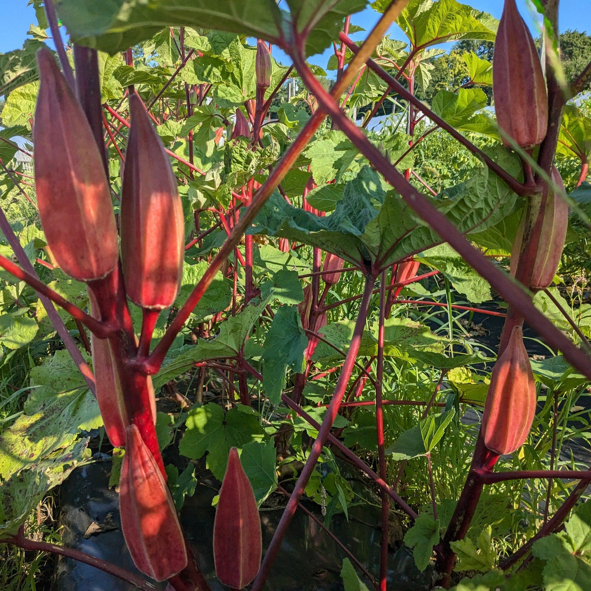 Abelmoschus Esculentus (Red Okra)