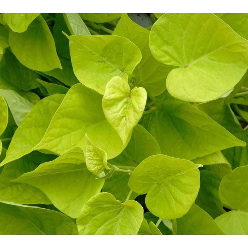 Ipomoea Batatas 'Golden' (Golden Sweet Potato)