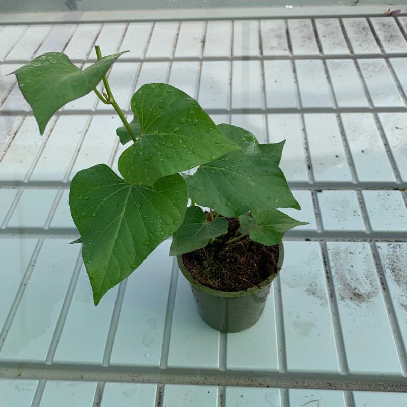 Ipomoea Batatas 'Golden' (Golden Sweet Potato)