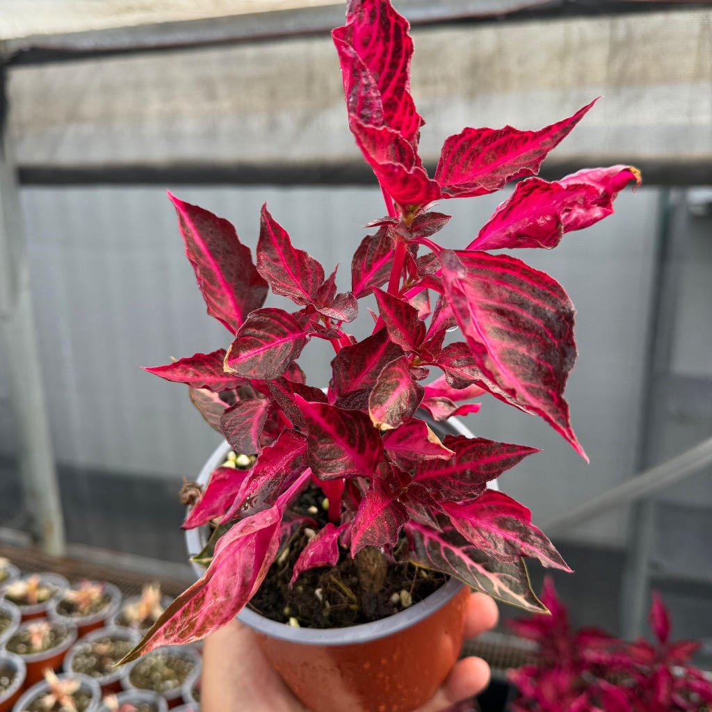 Iresine herbstii (Red)