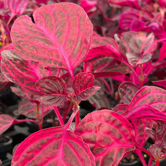 Iresine herbstii (Red)