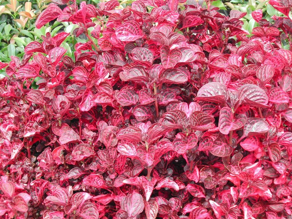 Iresine herbstii (Red)