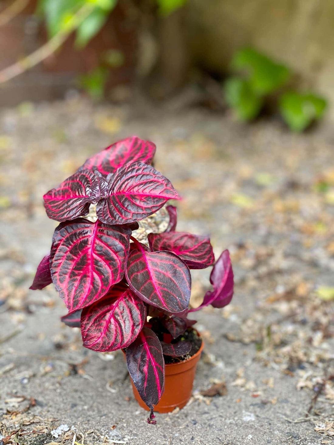 Iresine herbstii (Red)