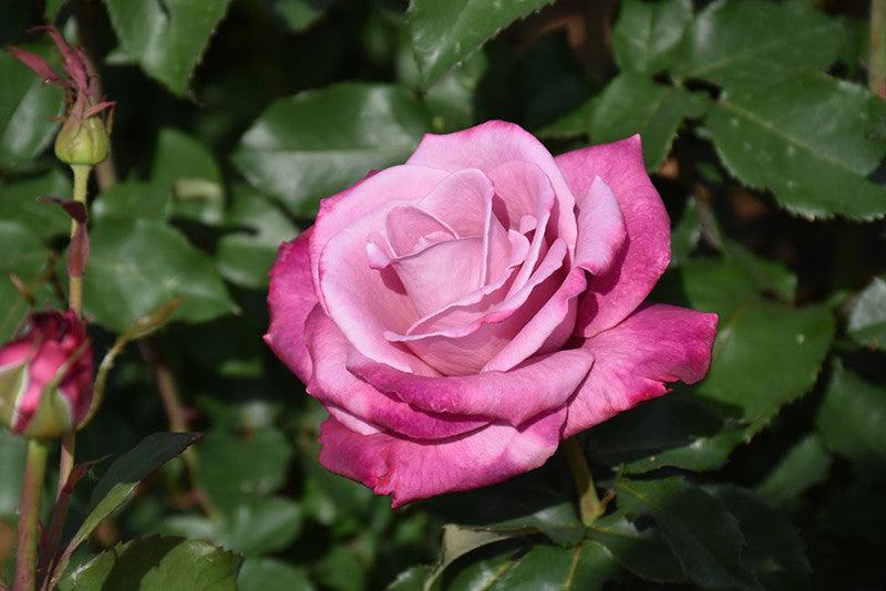 Rosa 'Fragrant Plum' (Fragrant Plum Floribunda Rose)
