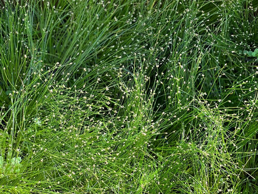 Isolepis Cernua (Fairy Lights Fibre Optic Grass)