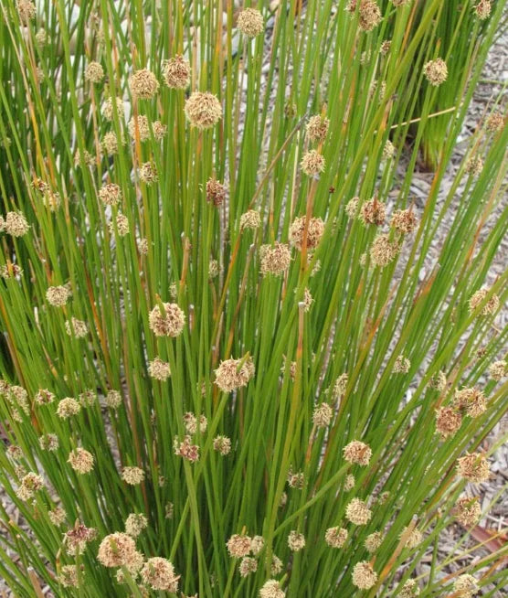 Isolepis Nodosa (Syn. Ficinia) (Knobby Club Rush)