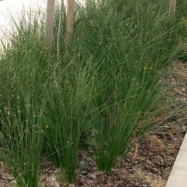 Isolepis Nodosa (Syn. Ficinia) (Knobby Club Rush)