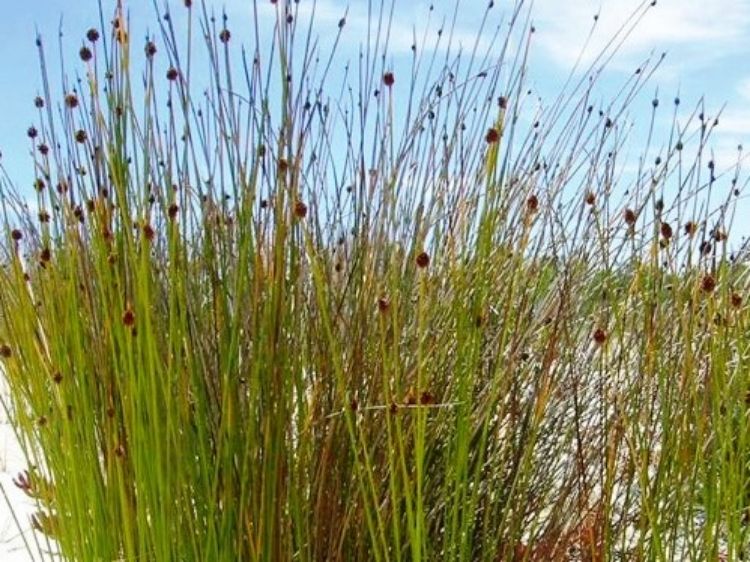 Isolepis Nodosa (Syn. Ficinia) (Knobby Club Rush)