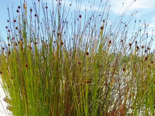Isolepis Nodosa (Syn. Ficinia) (Knobby Club Rush)