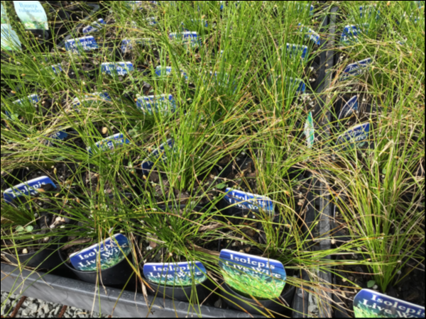Isolepis Cernua (Fairy Lights Fibre Optic Grass)