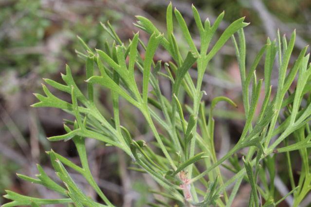 Isopogon Anemonifolius (Broad-Leaf Drumsticks)
