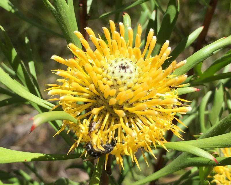Isopogon Anemonifolius (Broad-Leaf Drumsticks)