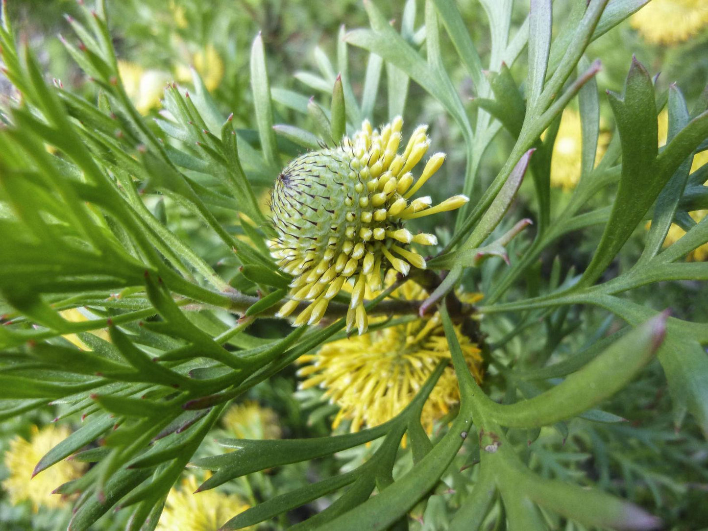 Isopogon Anemonifolius (Broad-Leaf Drumsticks)