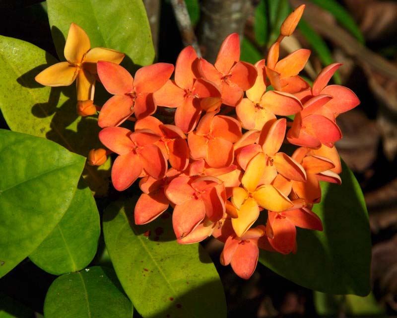 Ixora chinensis ‘Prince of Orange’