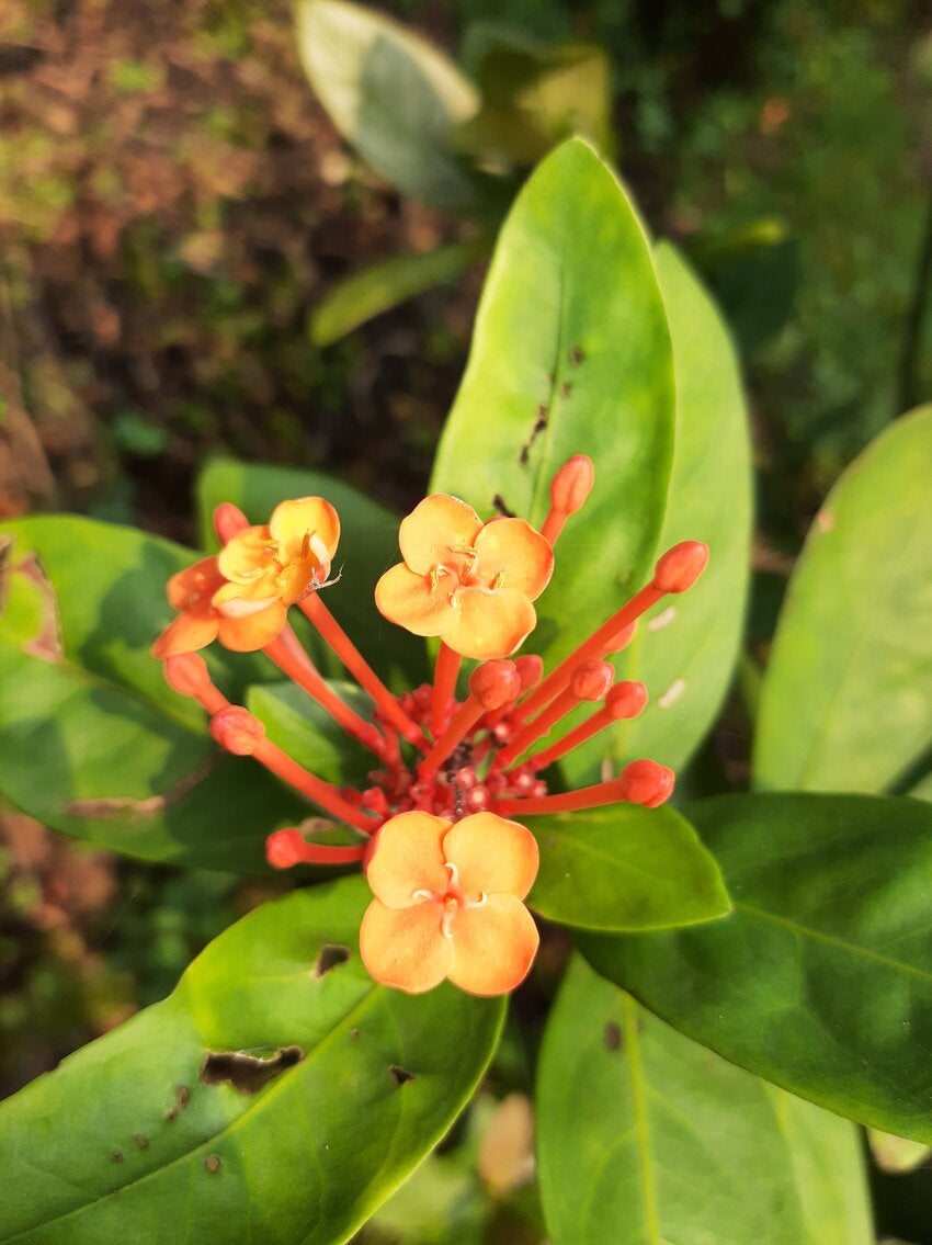 Ixora chinensis ‘Prince of Orange’