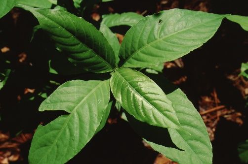 Odontonema strictum (Firespike)