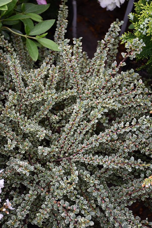 Cotoneaster horizontalis ‘Variegatus’ (Variegated Cotoneaster)