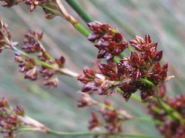 Juncus Kraussii (Sea Rush)
