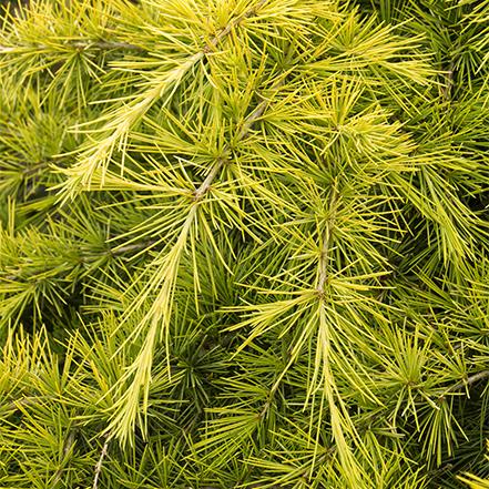 Cedrus Deodara ‘Feelin’ Gold’ (Feelin’ Gold Deodar Cedar)