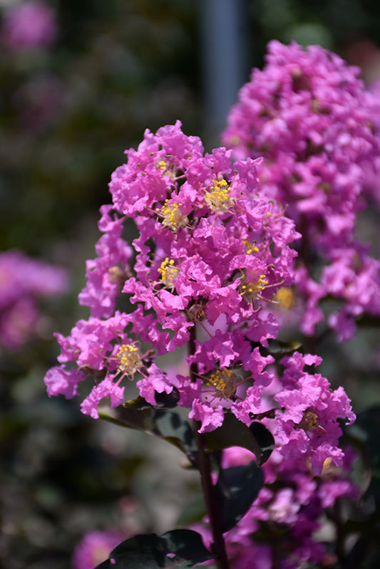 Lagerstroemia ‘Black Diamond® Lavender Lace™’ (Crape Myrtle)