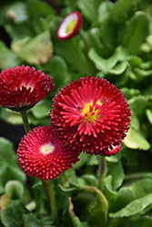 Bellis perennis 'Bellissima Red' (Bellissima Red English Daisy)