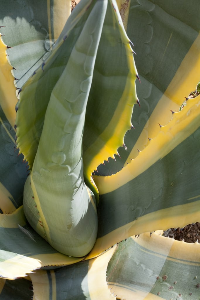 Agave americana 'Marginata'