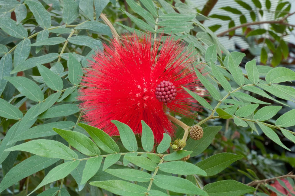 Calliandra haematocephala (Red Pom Pom)
