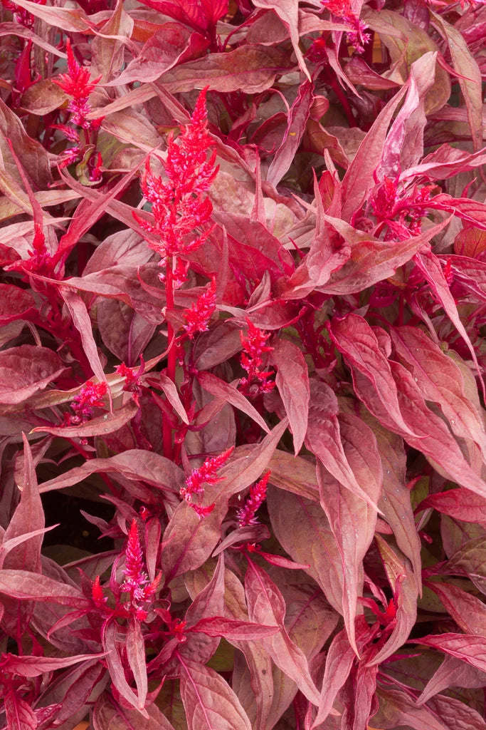 Celosia Argentea ‘Dragon’s Breath’ (Dragon’s Breath Celosia)