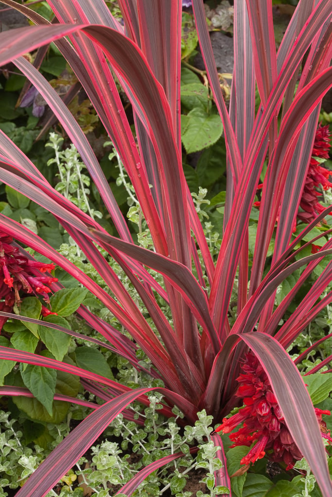Cordyline banksii 'Electric Pink™' (Electric Pink™ Cabbage Tree)