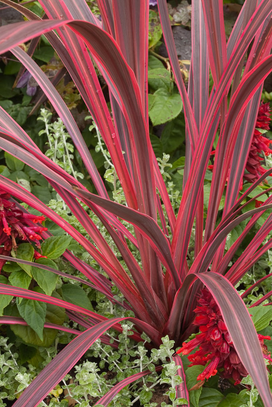Cordyline banksii 'Electric Pink™' (Electric Pink™ Cabbage Tree)