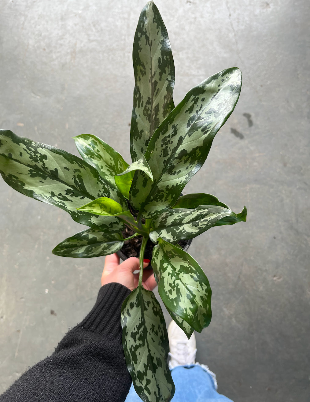 Aglaonema 'Emerald Beauty' (Chinese Evergreen)