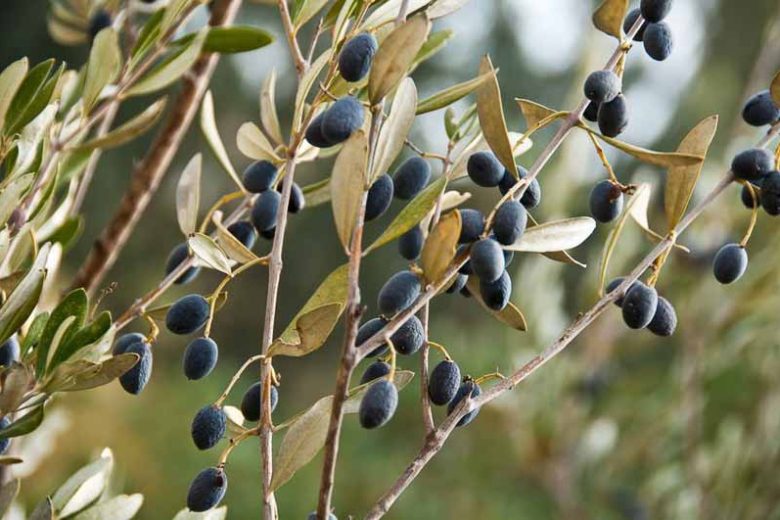Olea europaea (Olive Tree)