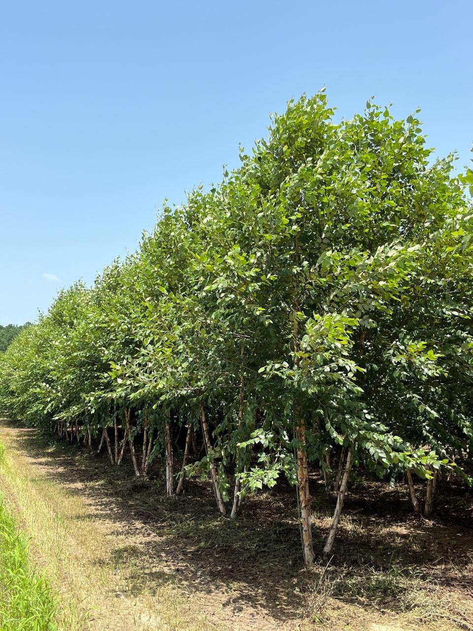 Betula Nigra 'BNMTF' Dura Heat™ Multi-Planted (Dura Heat River Birch)