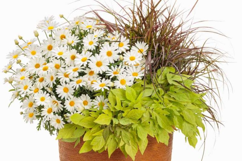 Argyranthemum frutescens (Single White)