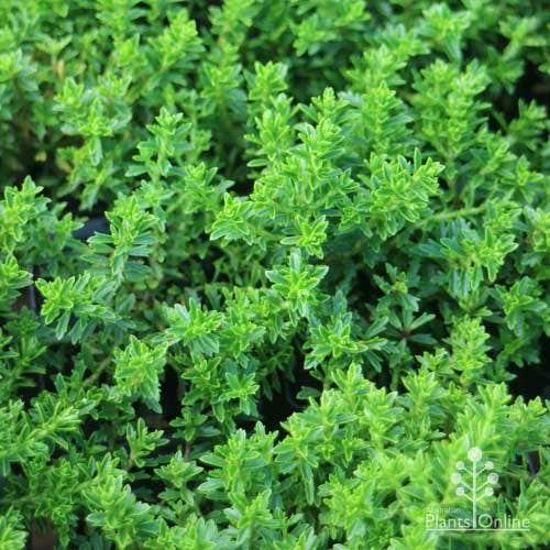 Hebe ‘Emerald Green’ (Emerald Green Hebe)
