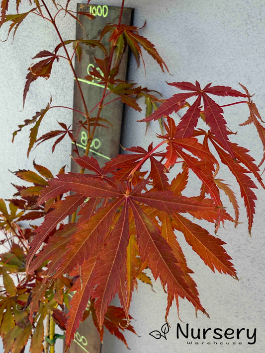 Acer Palmatum 'Japanese Maple' (JP10)