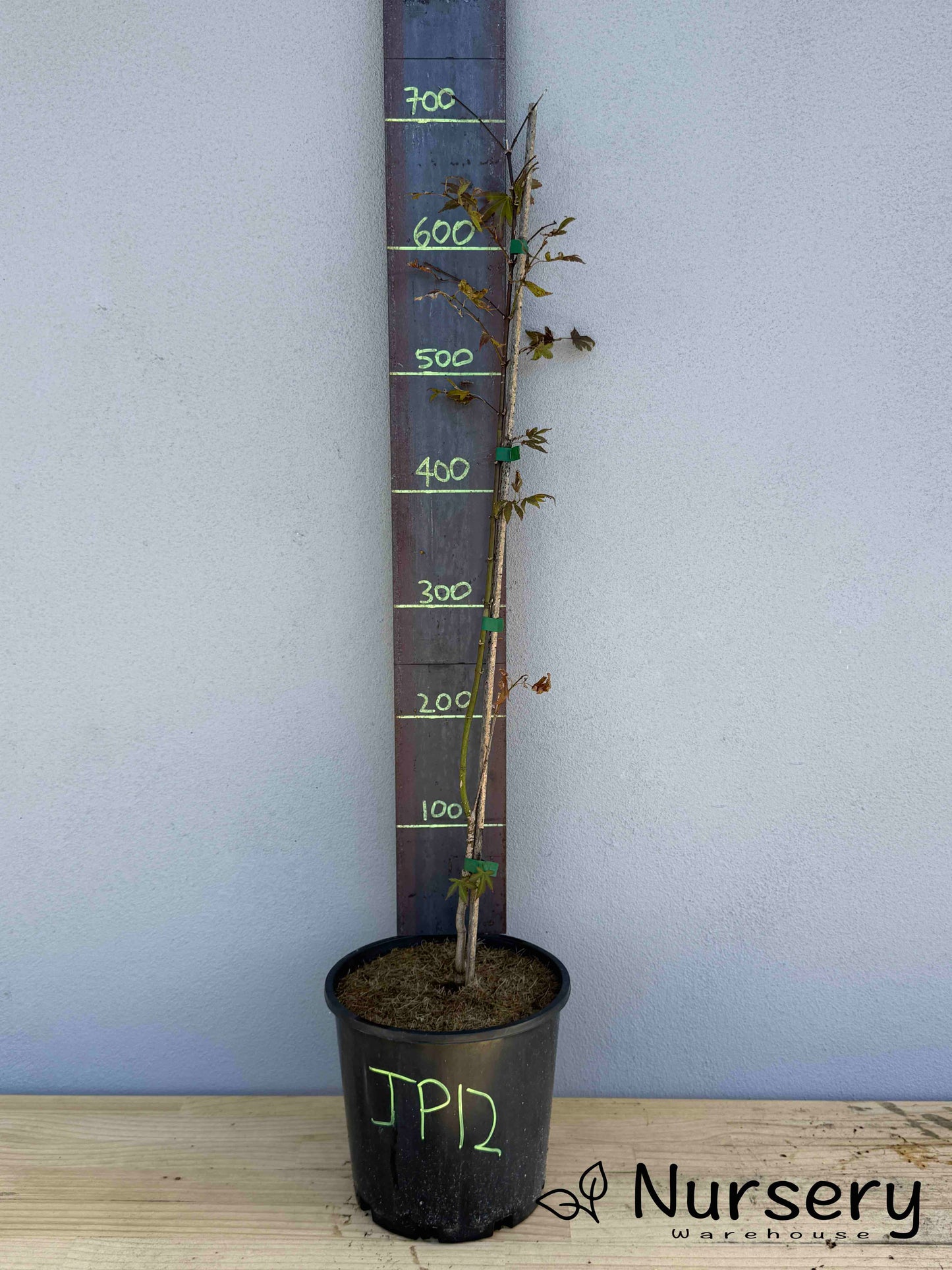 Acer Palmatum 'Japanese Maple' (JP12)