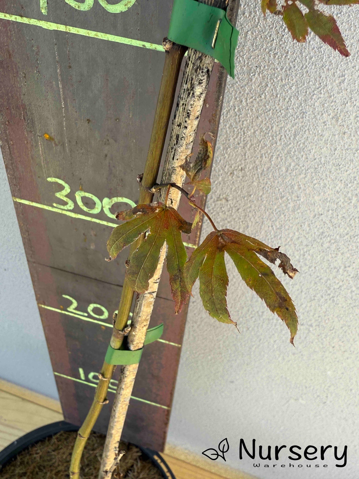 Acer Palmatum 'Japanese Maple' (JP12)