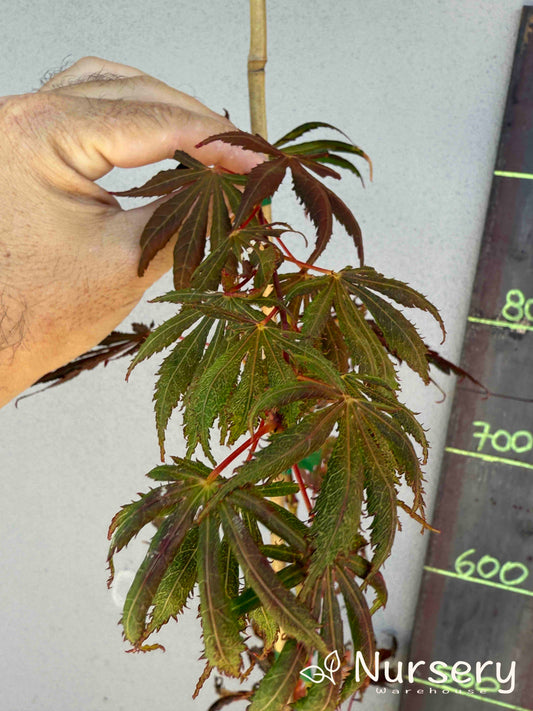 Acer Palmatum 'Japanese Maple' (JP14)