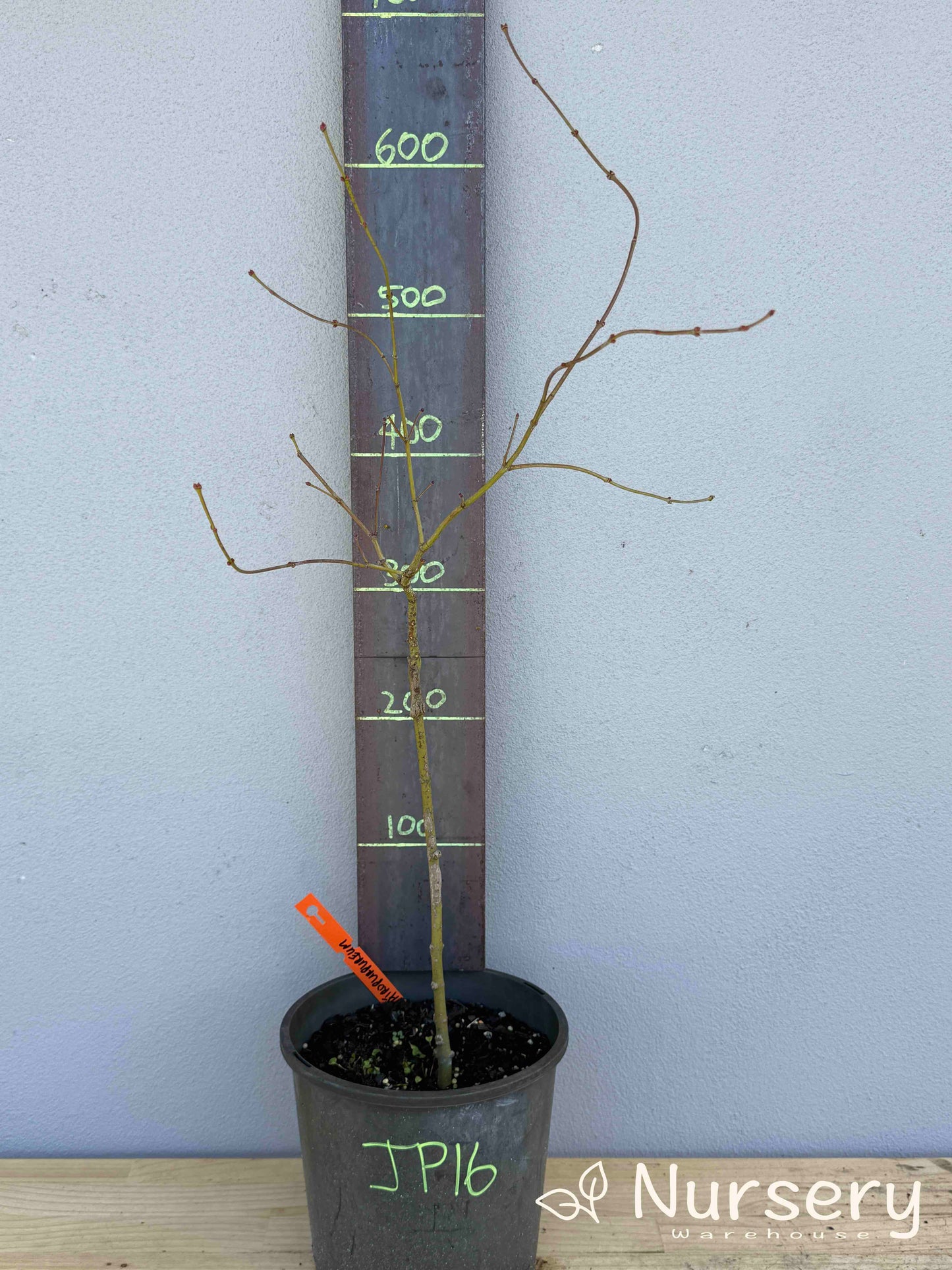 Acer Palmatum ‘ Dissectum Atropurpureum’ (weeping) (JP16)
