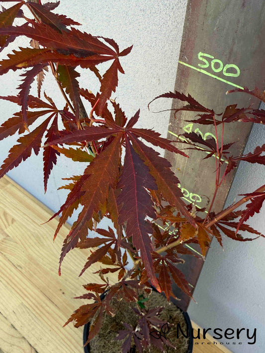 Acer Palmatum 'Japanese Maple' (JP17)