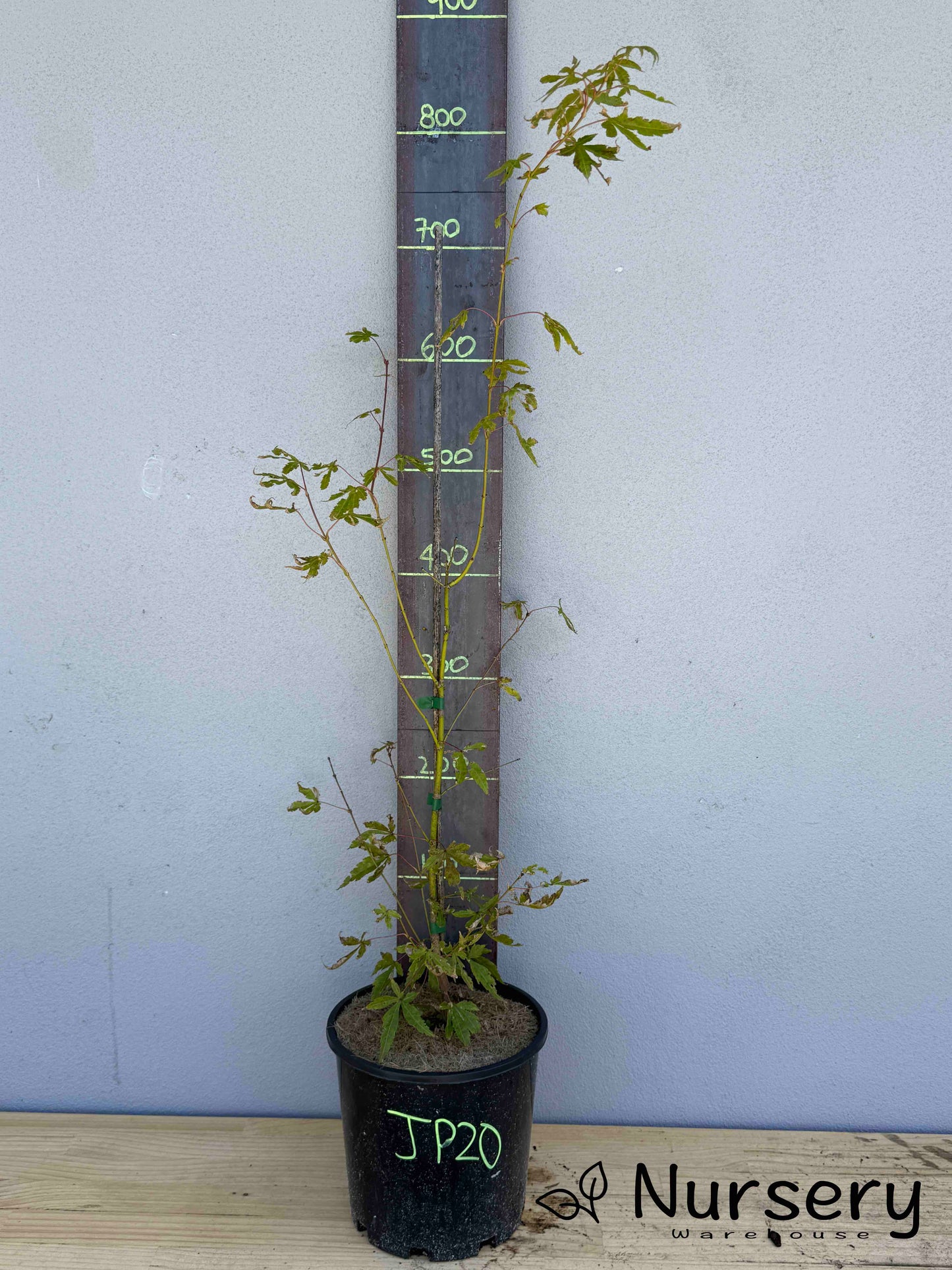 Acer Palmatum 'Japanese Maple' (JP20)