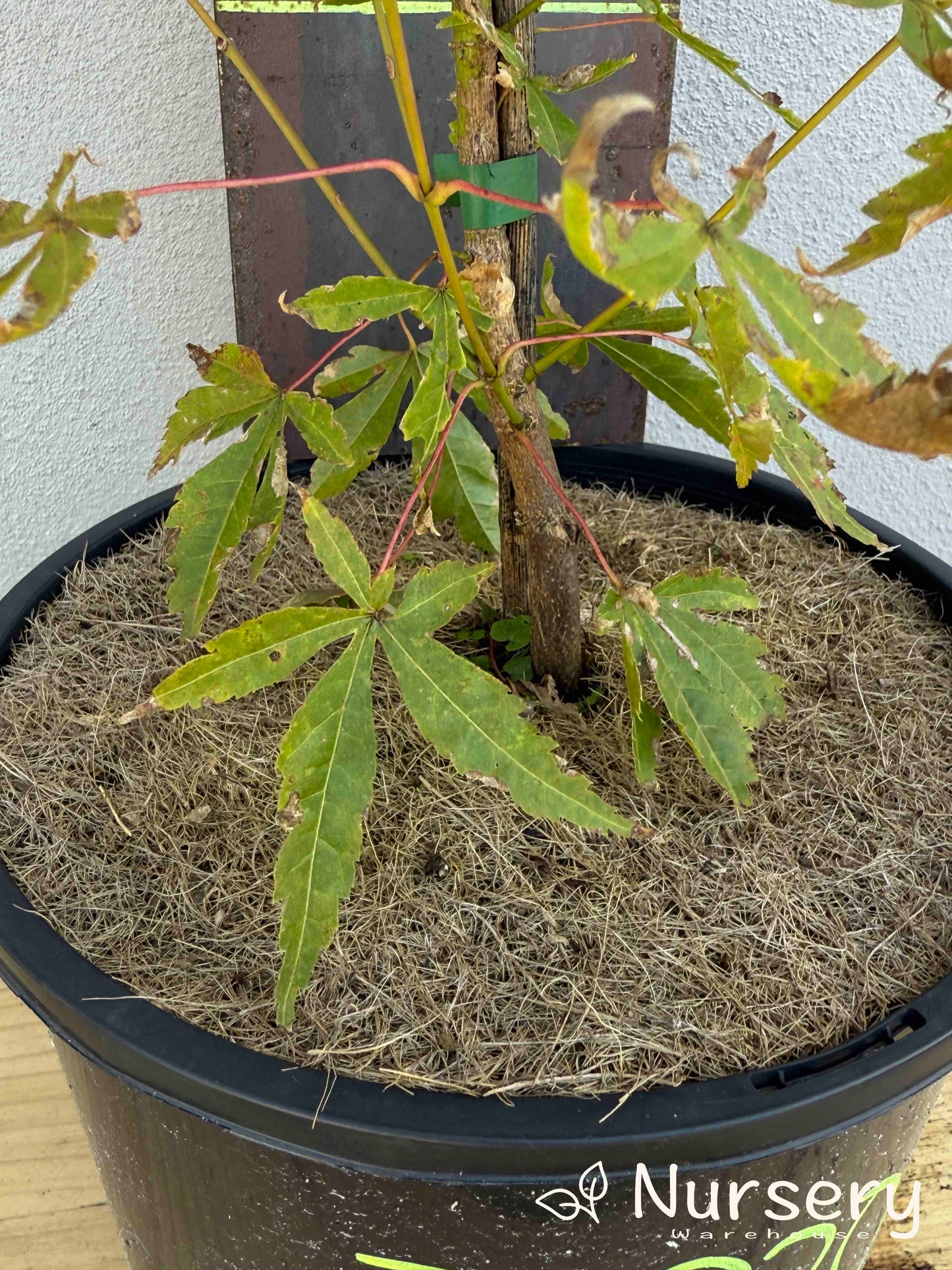 Acer Palmatum 'Japanese Maple' (JP20)