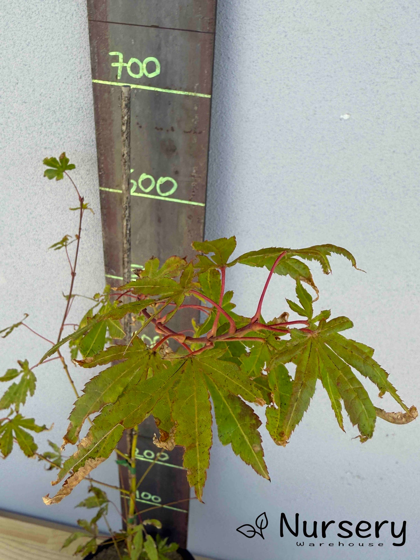 Acer Palmatum 'Japanese Maple' (JP20)