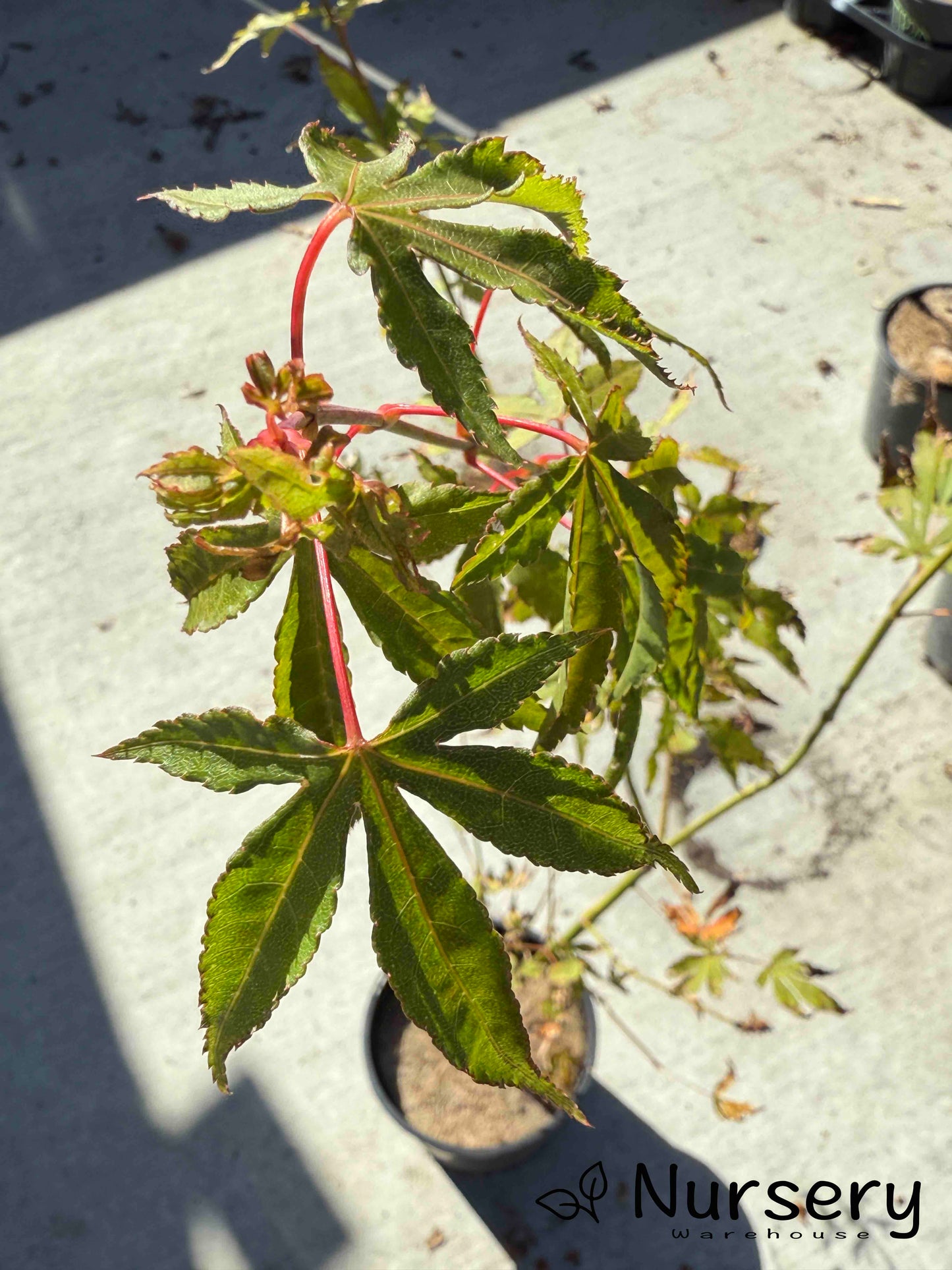 Acer Palmatum 'Japanese Maple' (JP22)
